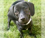 Small #8 Beagle Mix