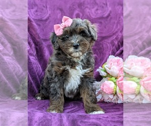 Aussiedoodle Miniature Puppy for sale in CHRISTIANA, PA, USA