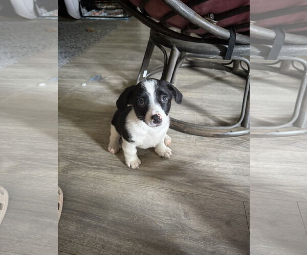 Medium Photo #4 Jack Chi Puppy For Sale in Holly Springs, NC, USA