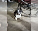 Small #3 Jack Chi