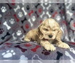 Small #1 Cocker Spaniel