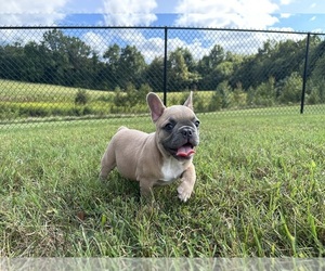 French Bulldog Puppy for sale in ANNAPOLIS, MD, USA