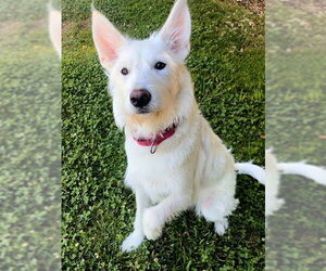 GIANT SCHNAUZER -Unknown Mix Dogs for adoption in Sacramento, CA, USA