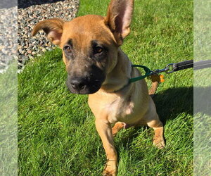 Frogger - Male German Shepherd Dog-Unknown Mix Dog for Adoption - Photo #7
