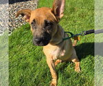 Small Photo #7 German Shepherd Dog-Unknown Mix Puppy For Sale in Minneapolis, MN, USA