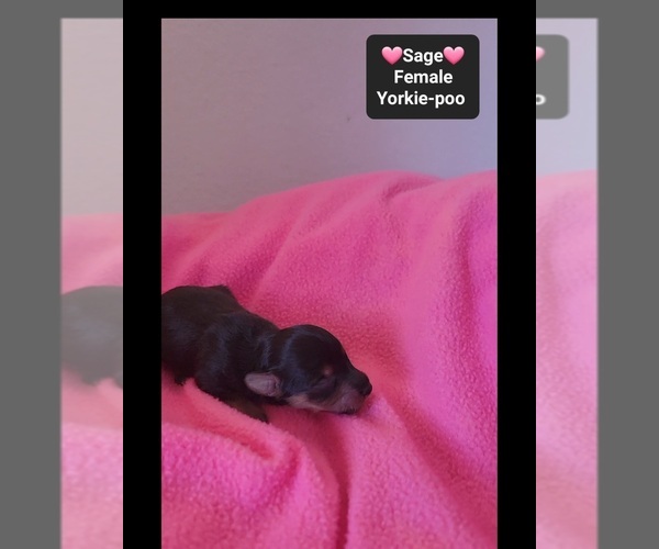 Medium Photo #3 Yorkipoo Puppy For Sale in TUCSON, AZ, USA