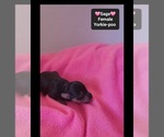 Small #2 Yorkipoo