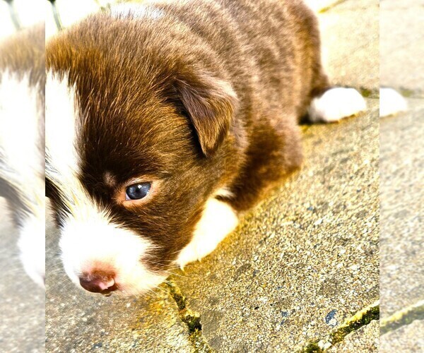 Medium Photo #4 Australian Shepherd Puppy For Sale in NELSON, VA, USA