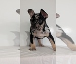 Small #3 French Bulldog