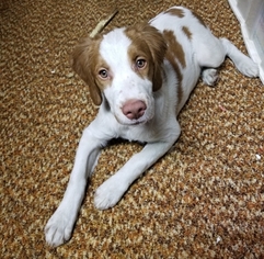 Brittany Puppy for sale in FROSTBURG, MD, USA