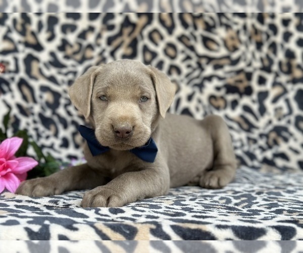Medium Photo #4 Labrador Retriever Puppy For Sale in LANCASTER, PA, USA