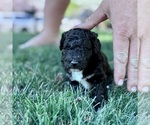 Puppy BamBam Goldendoodle-Miniature Bernedoodle Mix