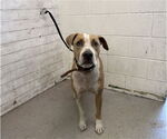 Small American Pit Bull Terrier