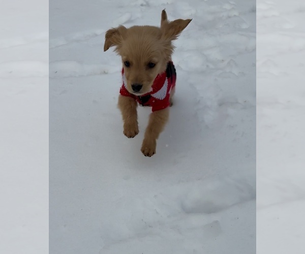 Medium Photo #9 Golden Retriever Puppy For Sale in MADISON, NC, USA