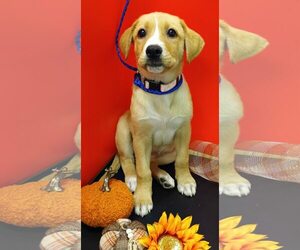 Beagle-Vizsla Mix Dogs for adoption in Attalka, AL, USA