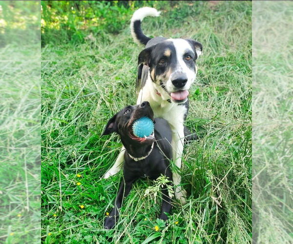 Medium Photo #2 Boxer-Unknown Mix Puppy For Sale in Candler, NC, USA