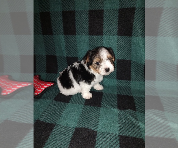 Medium Photo #9 Morkie Puppy For Sale in LAPEER, MI, USA