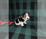 Small #8 Morkie