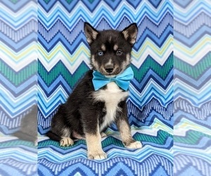 Pomsky Puppy for sale in QUARRYVILLE, PA, USA