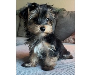Yorkshire Terrier Puppy for sale in MOUNT VERNON, NY, USA
