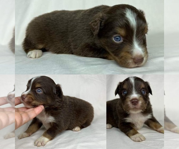 Medium Photo #6 Miniature Australian Shepherd Puppy For Sale in BROOKER, FL, USA