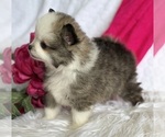 Small #10 Pomeranian