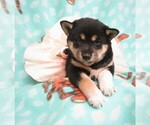 Small Photo #4 Shiba Inu Puppy For Sale in GROVESPRING, MO, USA