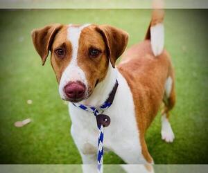 American Foxhound-Unknown Mix Dogs for adoption in Orlando, FL, USA