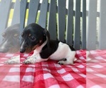 Small Photo #3 Dachshund Puppy For Sale in WILLARD, OH, USA