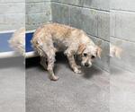 Small Mutt