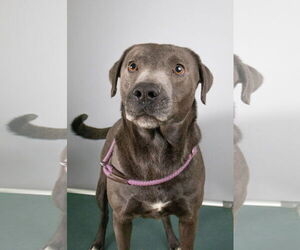 American Staffordshire Terrier-Labrador Retriever Mix Dogs for adoption in Frenchburg, KY, USA