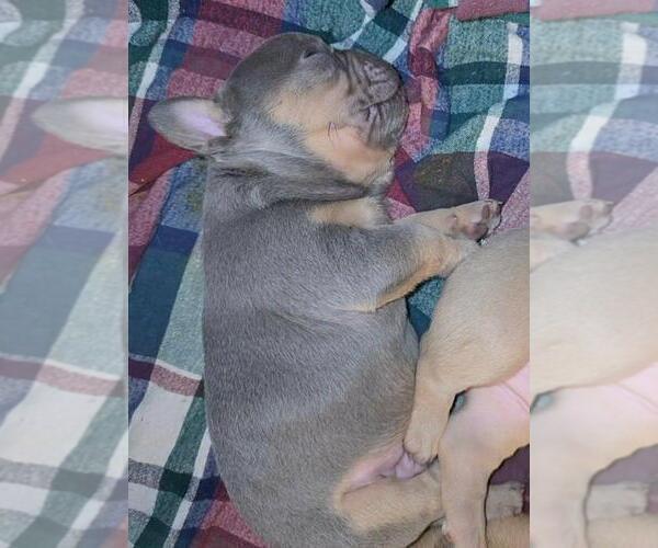Medium Photo #4 French Bulldog Puppy For Sale in BOSTON, KY, USA