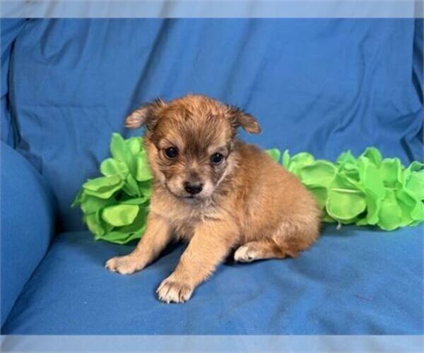 Medium Photo #22 Chihuahua Puppy For Sale in BOSTON, MA, USA