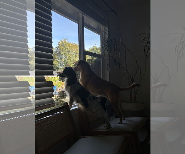 Medium Photo #8 Spaniel-Unknown Mix Puppy For Sale in Bellevue, WA, USA