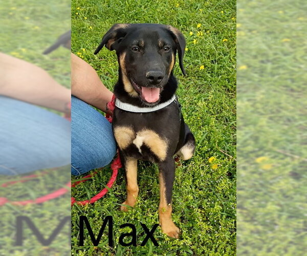 Medium Photo #1 Catahoula Leopard Dog-Coonhound Mix Puppy For Sale in Mountain View, AR, USA