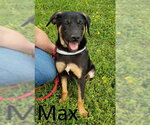 Small Catahoula Leopard Dog-Coonhound Mix