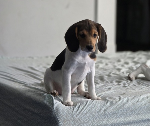 Medium Photo #1 Beagle Puppy For Sale in APPOMATTOX, VA, USA