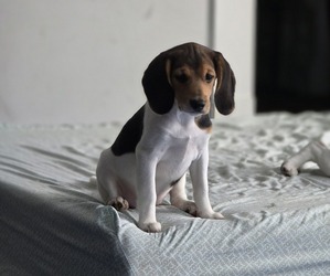 Beagle Puppy for sale in APPOMATTOX, VA, USA