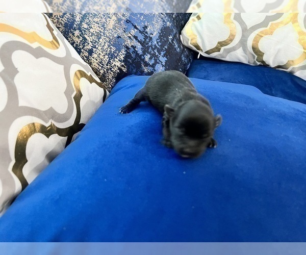 Medium Photo #62 Yorkshire Terrier Puppy For Sale in HAYWARD, CA, USA
