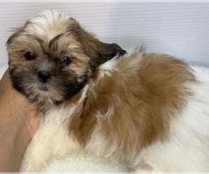 Shih Tzu Puppy for Sale in BARNSTABLE, Massachusetts USA