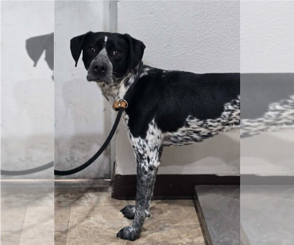 Medium Photo #4 Pointer-Unknown Mix Puppy For Sale in Lakewood, CO, USA