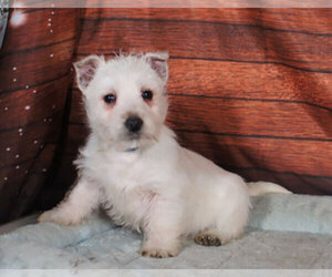 West Highland White Terrier Puppy for sale in PENNS CREEK, PA, USA