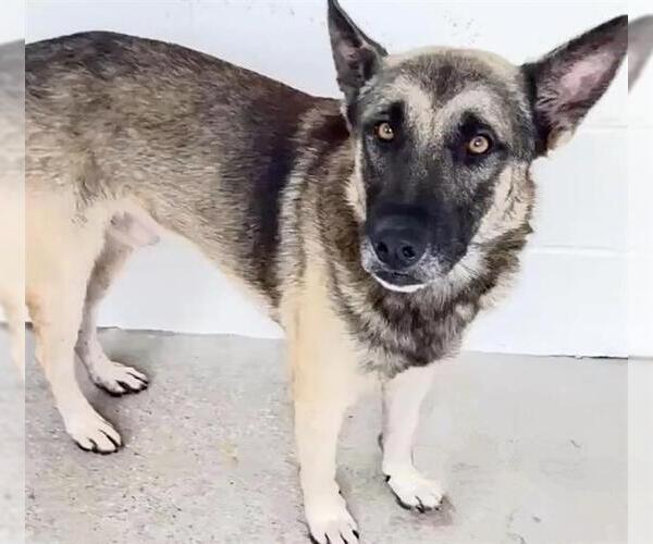 Medium Photo #2 German Shepherd Dog Puppy For Sale in Houston, TX, USA