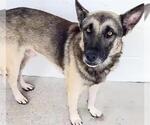 Small #1 German Shepherd Dog