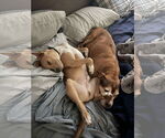 Small #6 American Pit Bull Terrier Mix