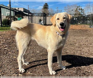 Labrenees Dogs for adoption in Santa Cruz, CA, USA
