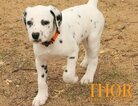 Small Photo #46 Dalmatian Puppy For Sale in ENID, OK, USA