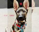 Small Photo #1 German Shepherd Dog-Unknown Mix Puppy For Sale in West Hollywood, CA, USA