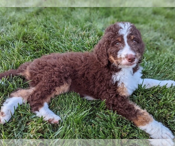 Medium Photo #14 Bernedoodle Puppy For Sale in STOCKTON, CA, USA