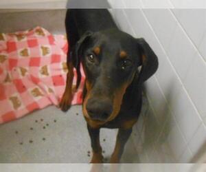 Doberman Pinscher Dogs for adoption in Orange, CA, USA